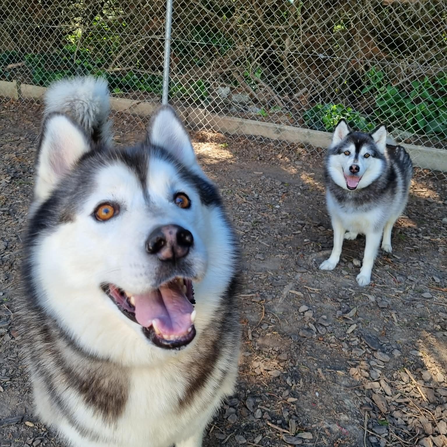 Happy kennel guests
